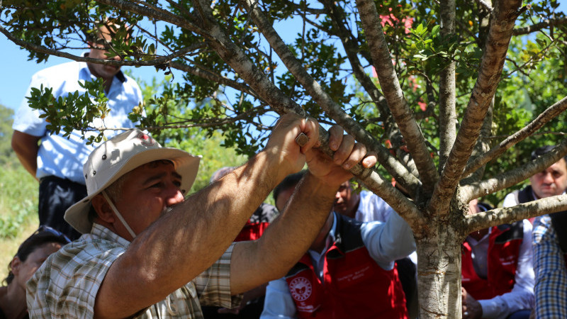 Muğla’da Sakız Hasadı Gerçekleştirildi