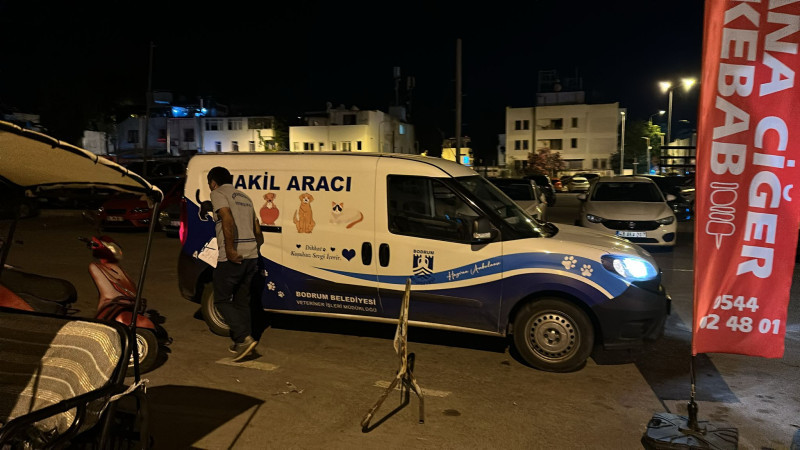 Aracın Ezdiği Kediyi Başka Sürücü Kurtardı 