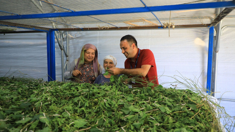 İpekböcekçiliği Yeniden Doğuyor