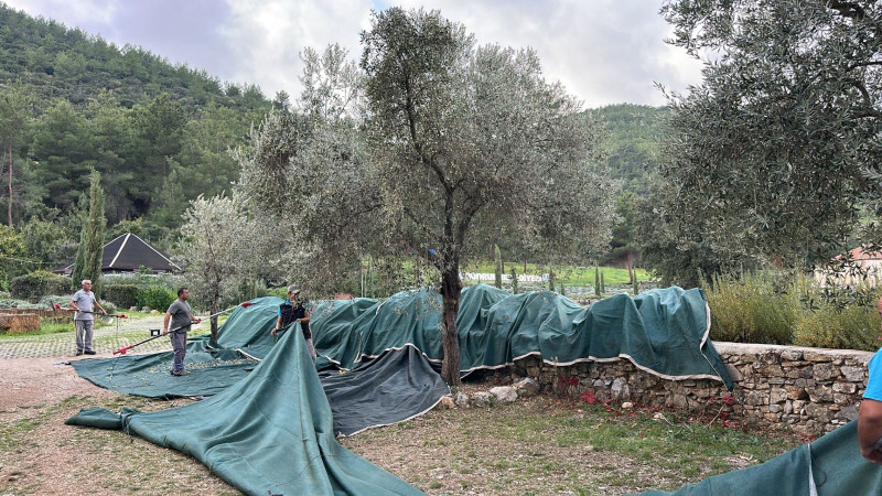 Bodrum’da Zeytin Hasadı Başladı