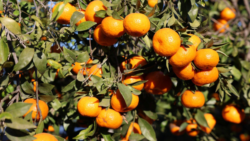 Mandalin Üreticisine 5 Milyon Kazanç