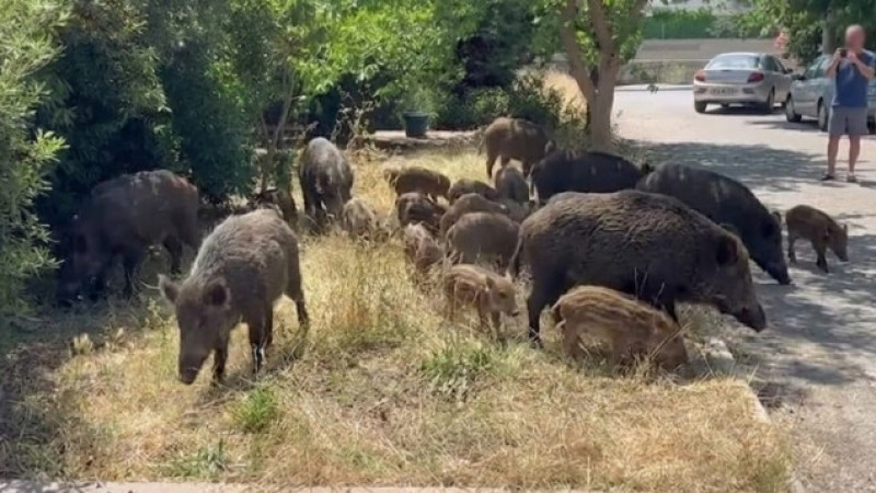 Bodrum Sokaklarında Yaban Domuzu İstilası - 2