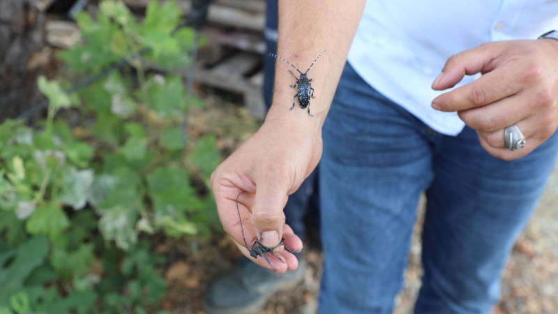  Muğla’da İlk Defa Görülen Turunçgil Uzun Antenli Böceği ile Mücadele