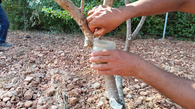 Muğla’da Sakız Ağaçları İçin Protokol: Ekoturizm ve Üretim Desteklenecek