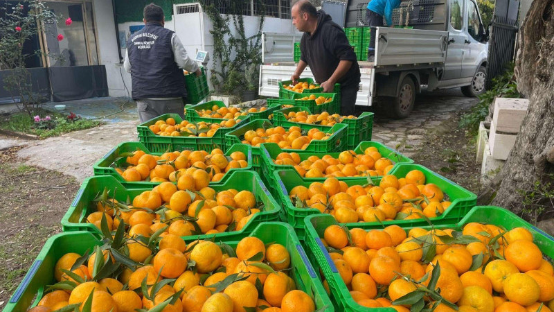 Bodrum Mandalin Festivali Haftasında Üreticiye Destek