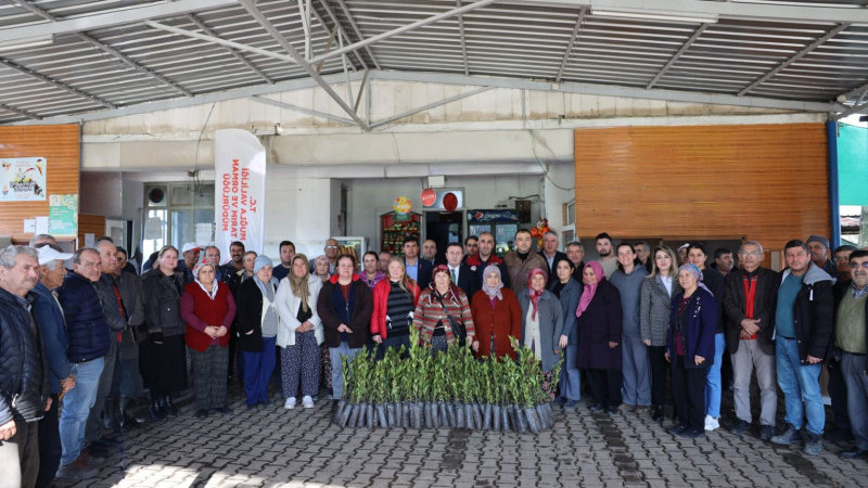 Ula’da Üreticilerimize 38 Bin Defne Fidanı Temin Edildi.