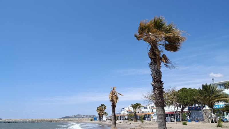 Günbatımı Plajı Kan Ağlıyor: Dev Palmiyeler Bir Bir Kuruyor!