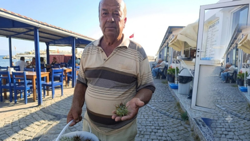 Bodrum Sahillerinde Kenger Mesaisi Baharın Son Şifasını Dağlardan İndirdi
