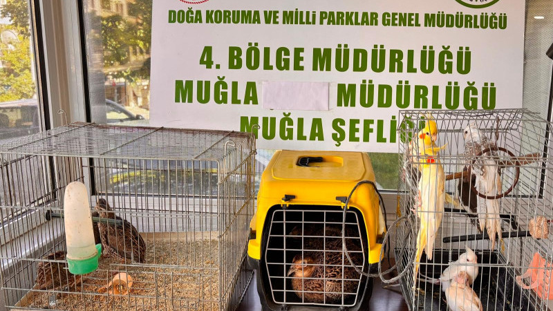 Muğla’da Kaçak Yabani Hayvan Ticaretine Geçit Yok: Çok Sayıda Canlı Ele Geçirildi!