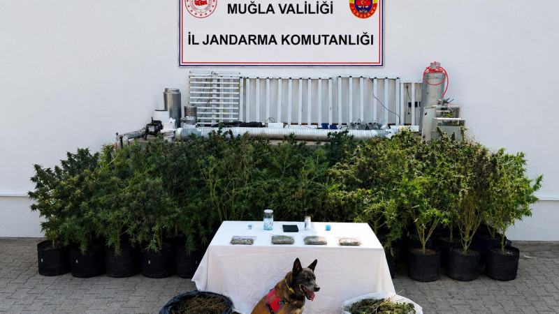 Bodrum’da İklimlendirme Sistemiyle Kenevir Yetiştiren Şahıs Yakalandı
